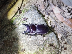 Serrognathus kyanrauensis