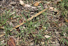 Myosotis australis