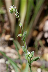 Myosotis australis