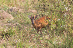 Muntiacus vaginalis