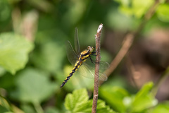 Orthetrum internum