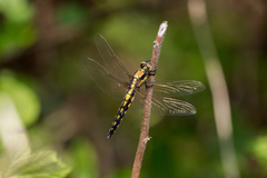 Orthetrum internum
