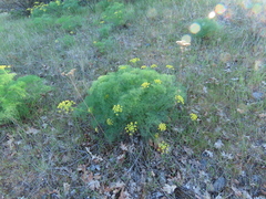 Lomatium klickitatense