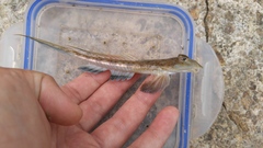 Horn Dragonet photo 3