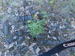 Lomatium klickitatense