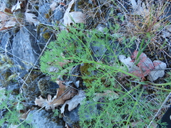 Lomatium klickitatense