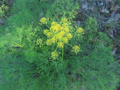 Lomatium klickitatense