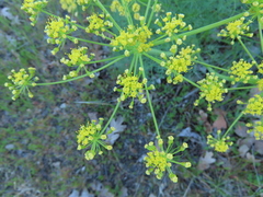 Lomatium klickitatense