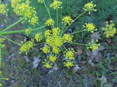 Lomatium klickitatense