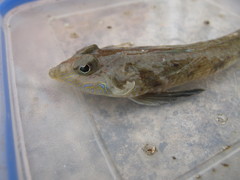 Horn Dragonet photo 2