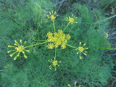 Lomatium klickitatense