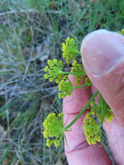 Lomatium klickitatense