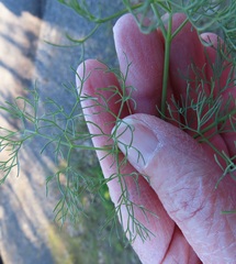 Lomatium klickitatense