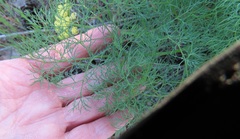 Lomatium klickitatense