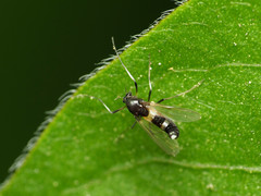 Cricotopus bicinctus