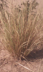Andropogon gayanus