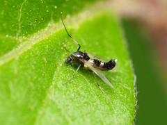 Cricotopus bicinctus