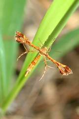 Xyroptila oenophanes