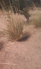 Andropogon gayanus