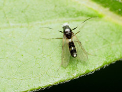 Cricotopus bicinctus