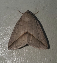Argyrostrotis flavistriaria