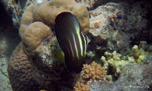 Pacific Sailfin Tang
