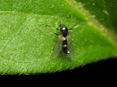 Cricotopus bicinctus