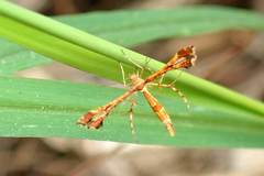 Xyroptila oenophanes