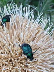 Trichiotinus lunulatus