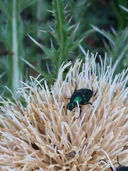 Trichiotinus lunulatus