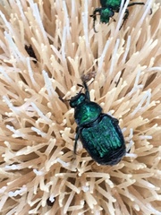 Trichiotinus lunulatus