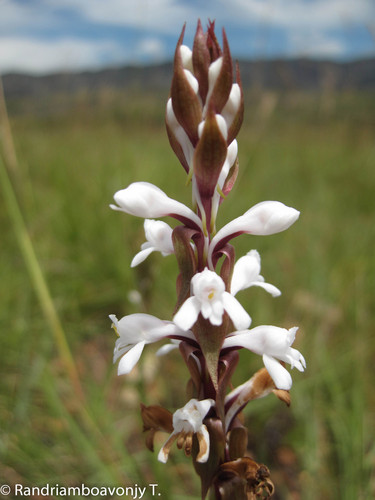 Satyrium amoenum var. amoenum image