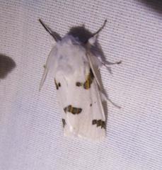 Euerythra trimaculata