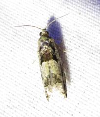 Pseudexentera spoliana