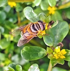 Palpada vinetorum