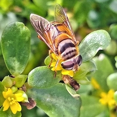 Palpada vinetorum