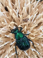 Trichiotinus lunulatus