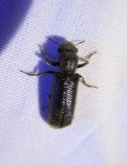 Melalgus plicatus