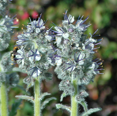 Phacelia mollis