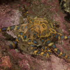 Hapalochlaena maculosa