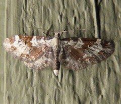 Eupithecia nevadata