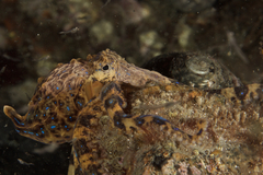 Hapalochlaena maculosa