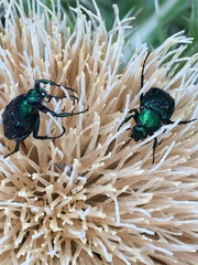 Trichiotinus lunulatus