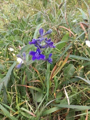 Delphinium decorum decorum