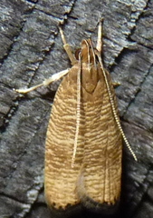 Psilocorsis cryptolechiella