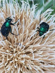 Trichiotinus lunulatus