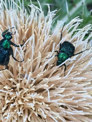 Trichiotinus lunulatus