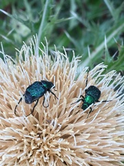 Trichiotinus lunulatus