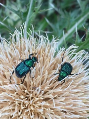 Trichiotinus lunulatus