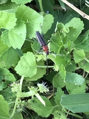 Stenosphenus dolosus